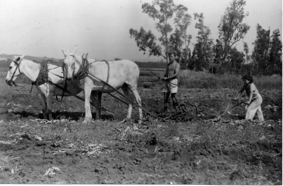 הכשרת גבת – פלוגה ג' מסייעת