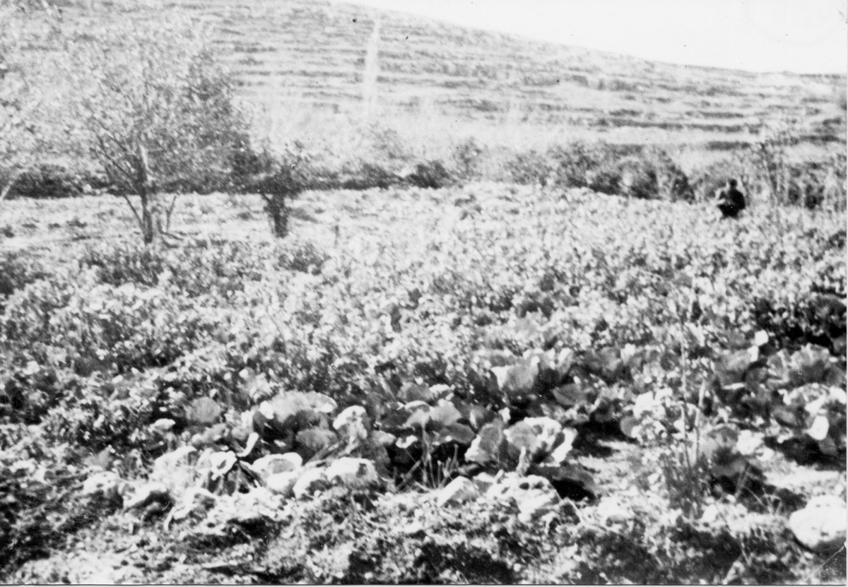 מבצע "ההר"