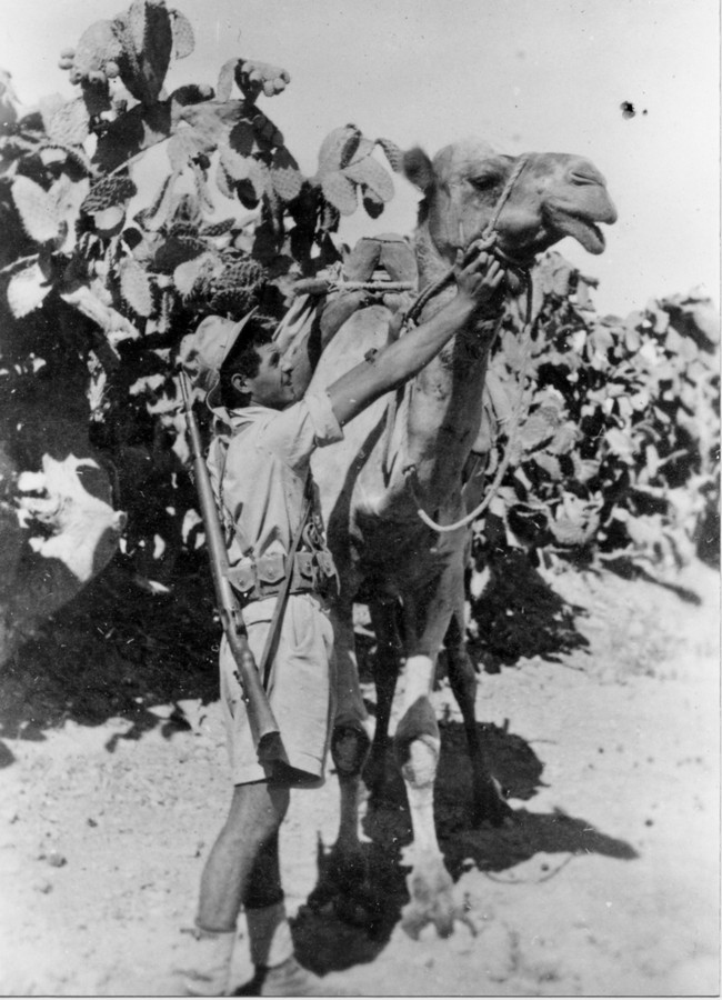 הכשרת איילת השחר - במדבר והגמלים