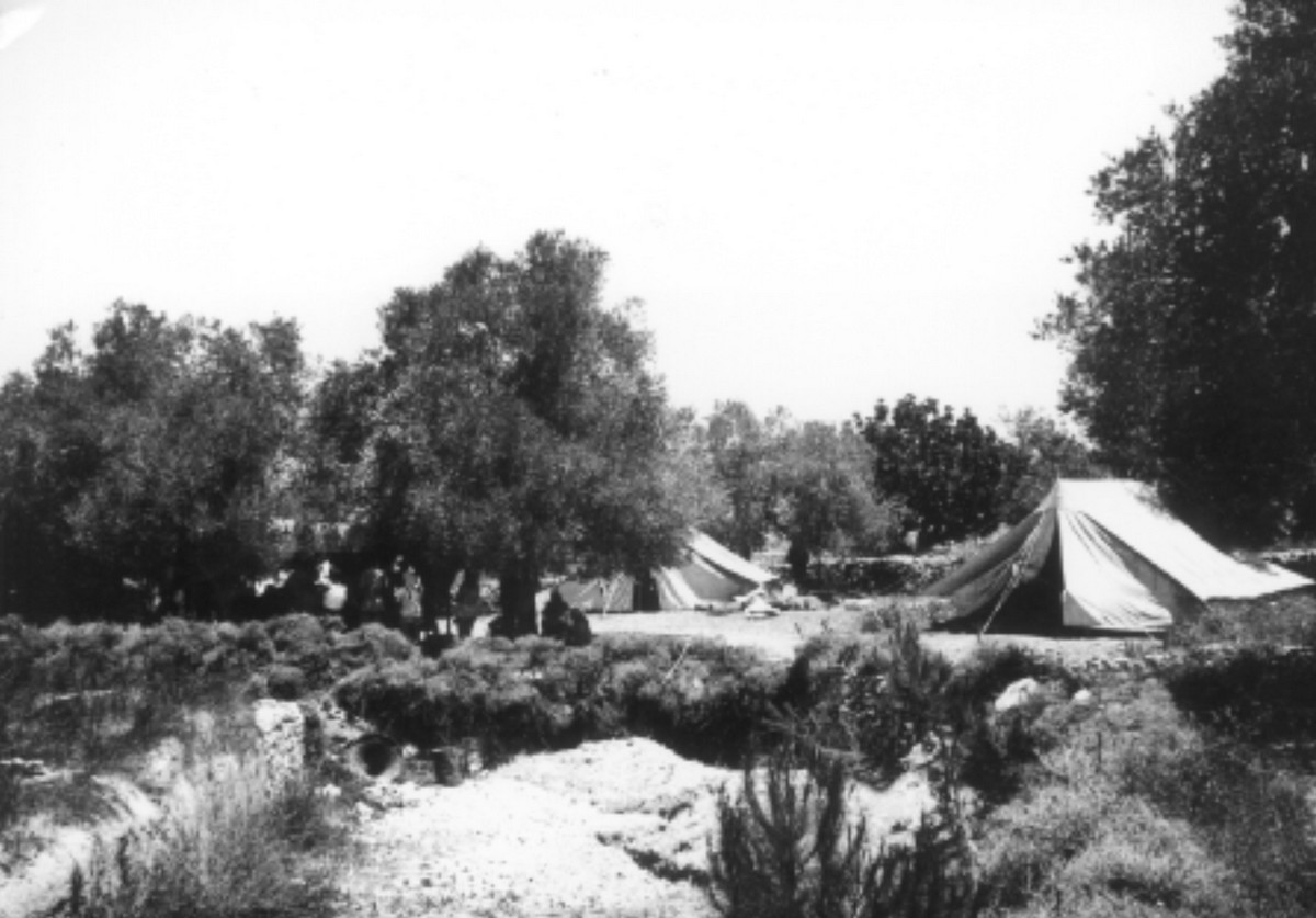 סריס (כיום שורש)