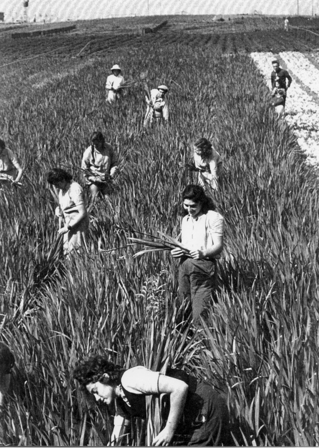 הכשרת משמר השרון - 1946-7