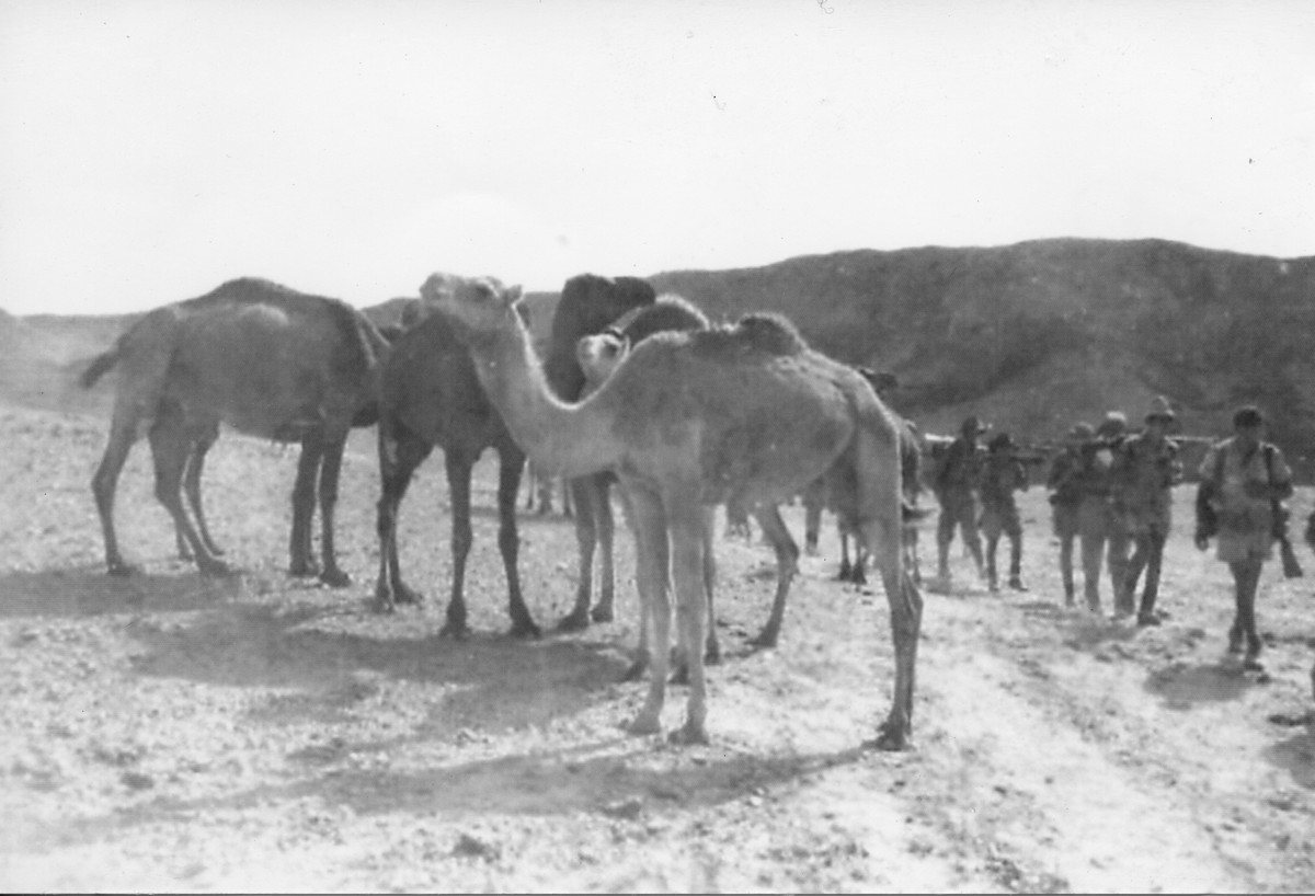 גדוד 7 - חטיבת הנגב